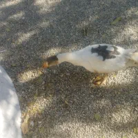 غاز محلی ارگانیک|حیوانات مزرعه|الیگودرز, |دیوار