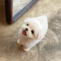 poodle aroosaki|سگ|تهران, پارک شهر|دیوار