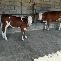 سلام دوستان ودامدارن عزیز)( معدن گوساله سیمنتال))