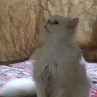 گربه فقط۳/۵۰۰