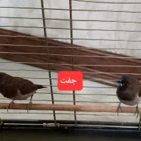 فنچ بنگالی|پرنده|کرج, حیدرآباد|دیوار