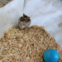 همستر کوتوله|موش و خرگوش|بم, |دیوار