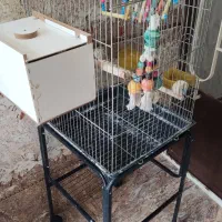 قفس پرنده