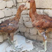 جوجه لاری برهما مروغ و خروس