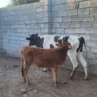 گاو فروشی|حیوانات مزرعه|جیرفت, |دیوار