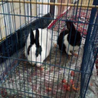 دوتا خرگوش تمیز وسالم