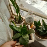 گل های طبیعی کاکتوس|گل و گیاه طبیعی|نیشابور, مازول|دیوار