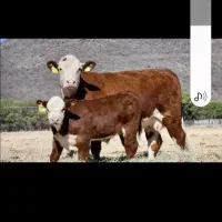 فروش گاو و گوساله سیمنتال وهلشتاین درجه|حیوانات مزرعه|اصفهان, مرداویج|دیوار