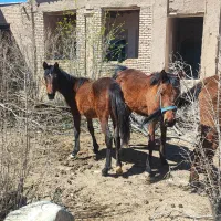 سه اسب شجره دار اصیل زیر قیمت