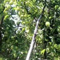 سیب زرد و قرمز روی درخت در روستای خوجین