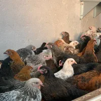 فروش جوجه  مرغ خروس