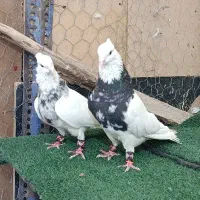 طوقی زرین و الماسی صربی|پرنده|شاهینشهر, عطار|دیوار