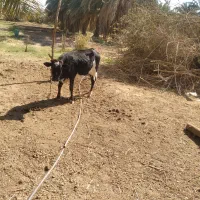 گاو محلی جنس اصل