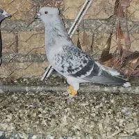 شامی دمسفید آس|پرنده|مه ولات, |دیوار