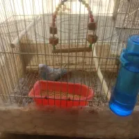 مرغ عشق نر