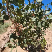 فروش-باغ-پسته-و-زمین-کشاورزی-در-موقعیت-عالی