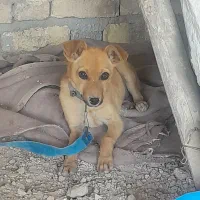 سگ پا کوتاه|سگ|بجنورد, |دیوار