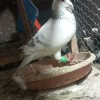 ساراغون نروماده