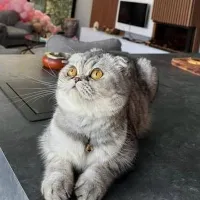 گربه اسکاتیش فولد ماده