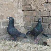 کبوتر نرماده پلاکی دورگ|پرنده|شوشتر, |دیوار