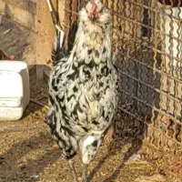 تخم مرغ نطفه دار گلین|حیوانات مزرعه|شهرضا, |دیوار