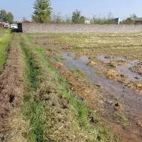 زمین کشاورزی به متراژ ۲۰۰۰ متر|فروش دفتر صنعتی، کشاورزی، تجاری|خمام, |دیوار