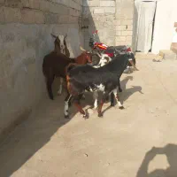 بز غاله نر ویک تکه تخمی داشتی وزن بالا|حیوانات مزرعه|گنبد کاووس, |دیوار