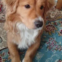 سگ‌پامر اشپیتز