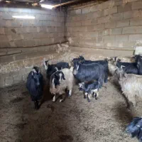 بز و کهره ۵۰ روزه