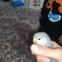 طوطی برزیلی رنگ خاص کم یاب
