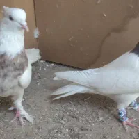 کبوتر پرشی و زینتی