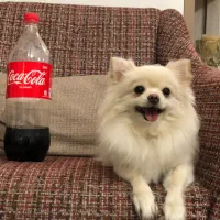 سگ جیبی مینیاتوری شیواوا|سگ|کوهدشت, |دیوار