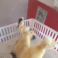 جوجه اردک کاکولی وساده