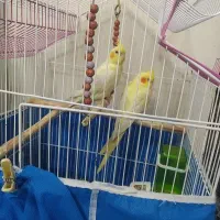 جفت عروس هلندی