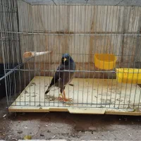 مرغ مینا و دوعدد عروس مرغ مینا سخن گو|پرنده|قم, شهرک مهدیه (مدرس)|دیوار