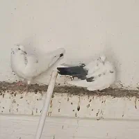 فروشی|پرنده|چابهار, |دیوار