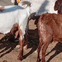 بز دورگ پاکستانی|حیوانات مزرعه|بردسکن, |دیوار