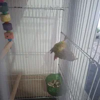 طوطی|اسباببازی بچه|کاشمر, |دیوار