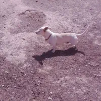 سلام سگ بازی گوش|سگ|سلیمان, |دیوار