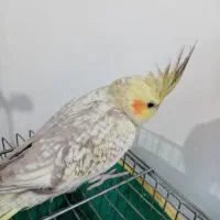 عروس هلندی مرواریدی رام دستیمعاوضه با طوطی کوتوله|پرنده|کرمان, |دیوار