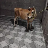 گاو گوساله جرزی اصیل