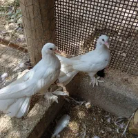 کفتر دم چتری|پرنده|اصفهان, گورت|دیوار