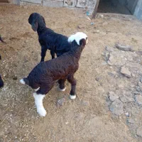 فروش بره شیری