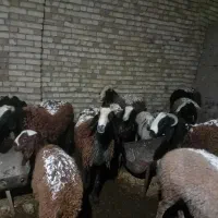 بره قوچ چالی|حیوانات مزرعه|تاکستان, |دیوار