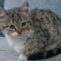 گربه ی ناز|گربه|ارومیه, |دیوار