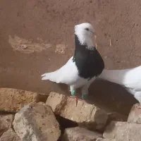 یک جفت کبوتر طوقی سالم|پرنده|شال, |دیوار