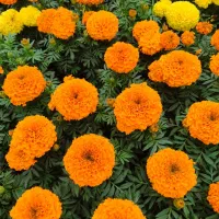 فروش انواع گل‌های فصلی