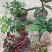 گل طبیعی|گل و گیاه طبیعی|اهر, |دیوار