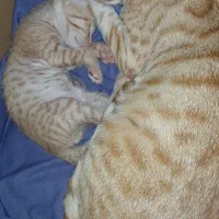 واگذاری گربه