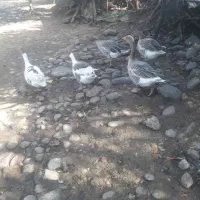 غاز|حیوانات مزرعه|سیاهکل, |دیوار